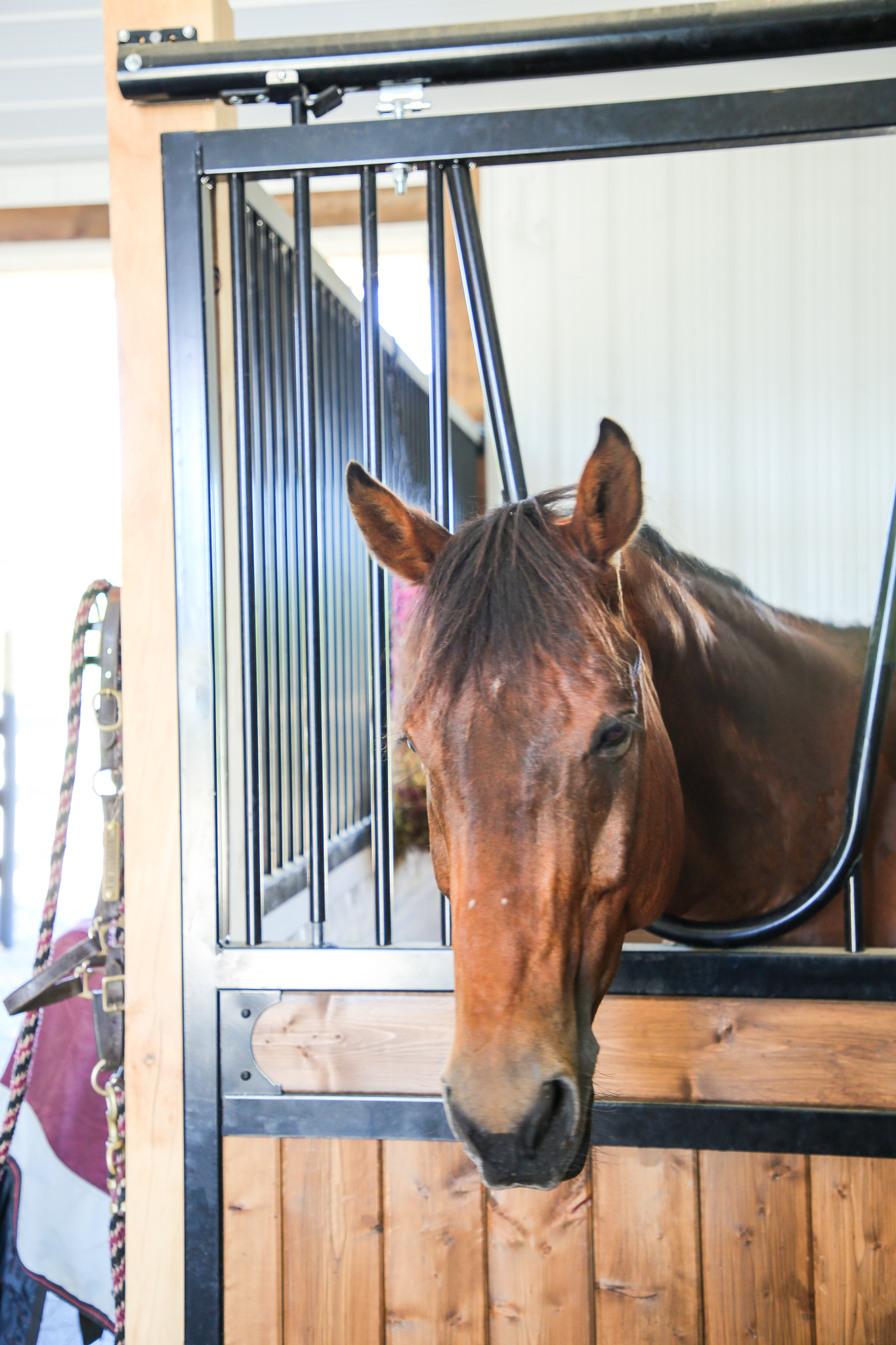 West Haven Farm - Quinis Equestrian